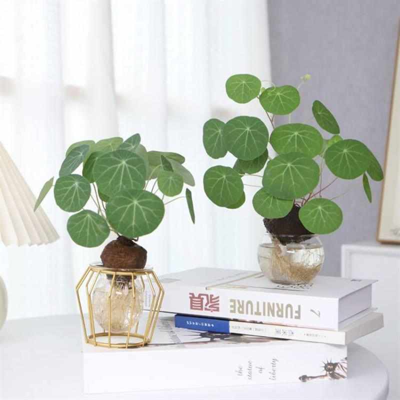 堇年造景创意水培山乌龟绿植盆景办公室桌面趣味植物圆叶爬藤造型