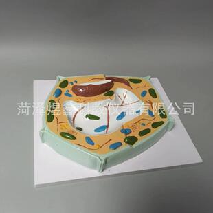 植物细胞模型 植物细胞放大解剖模型 生物教学模型