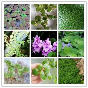 鱼缸造景肚兜浮萍水草圆心萍槐叶萍红毛丹水边水草活体造景装 饰