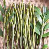 现采新鲜 贵州赤水金钗石斛鲜条鲜石斛