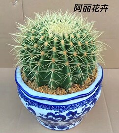 超大实生金虎仙人球多肉植物办公室内电脑防盆栽含盆带土栽好