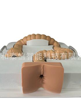 北京上海广州宫腔仿真模型宫腔输卵管仿真模型肺部展示仿真模型