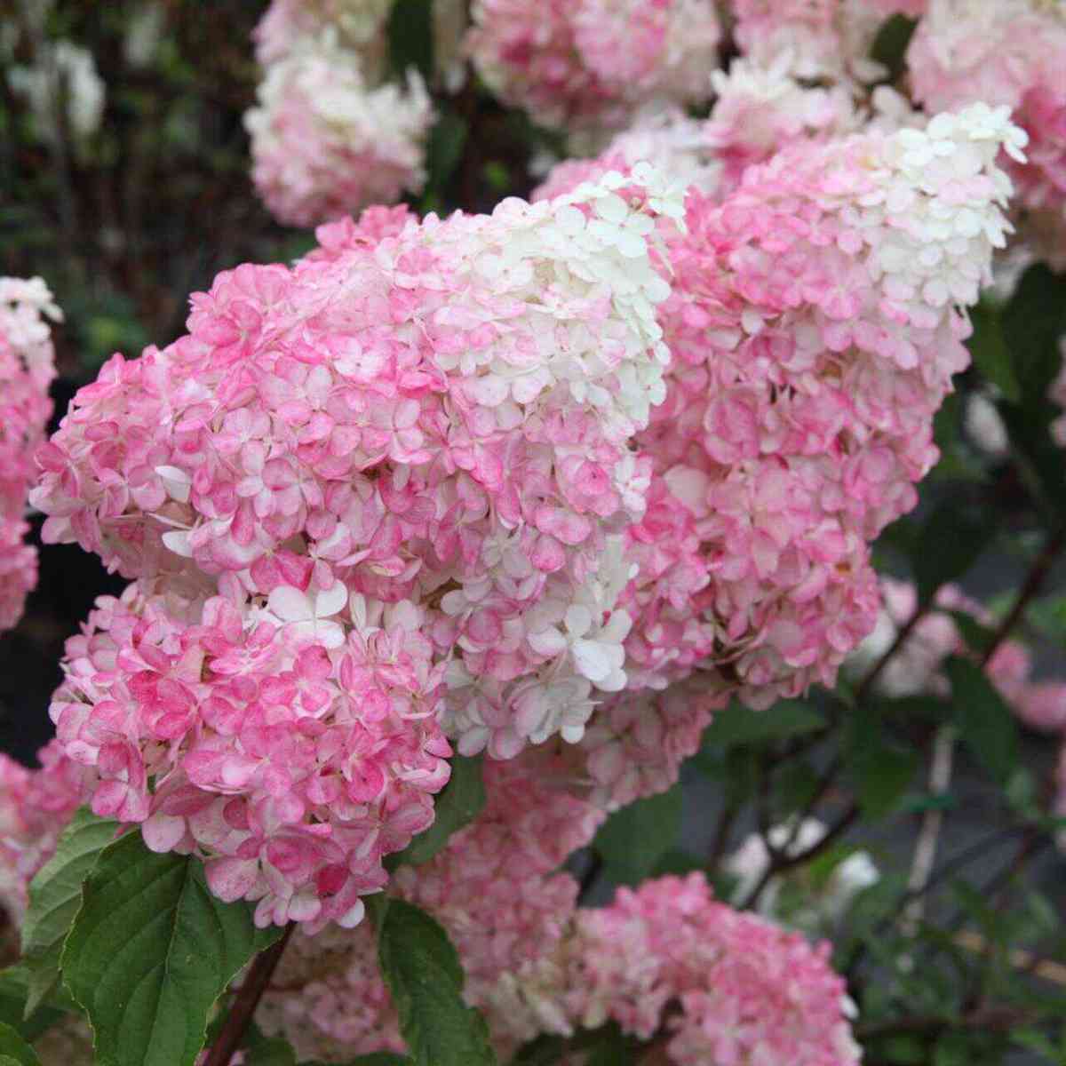 白玉活力青柠石灰灯香草草莓圆锥绣球盆栽木本植物香花卉
