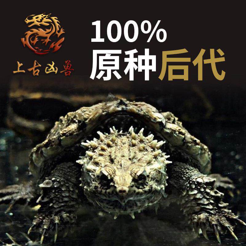 原种爆刺纯佛鳄龟苗佛罗里达拟鳄龟活体宠物观赏凶猛小乌龟鳄龟蛋