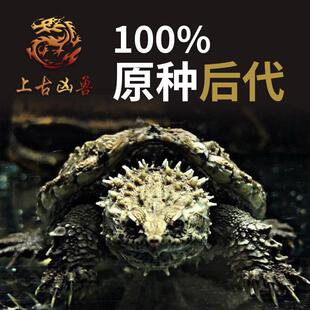 原种爆刺纯佛鳄龟苗佛罗里达拟鳄龟活体宠物观赏凶猛小乌龟鳄龟蛋