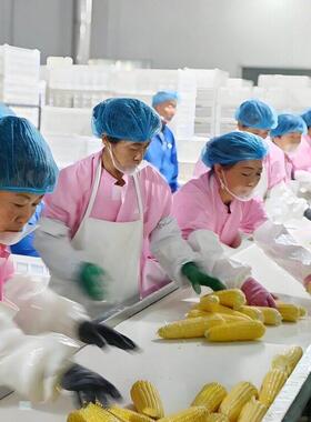 商用即食玉米加工生产线 速冻玉米加工设备 水果玉米切头去尾机