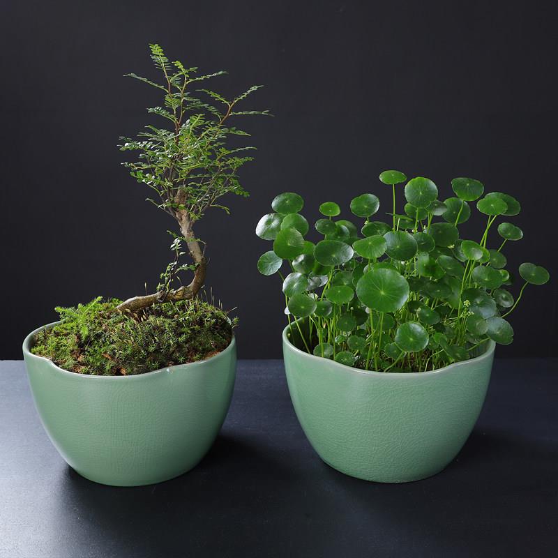 大号花盆睡莲碗莲花盆铜钱草水养大口径鱼缸陶瓷器皿桌面家用大号
