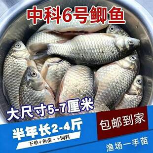 中科五号6号鲫鱼六倍体鲫鱼苗淡水养殖高背银鲫黄金土鲫大阪彭泽