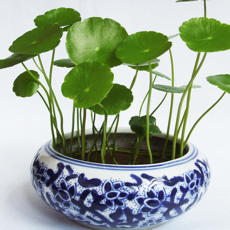 带叶铜钱草水培盆栽植物室内小绿植花卉水养金钱草籽水生四季好养