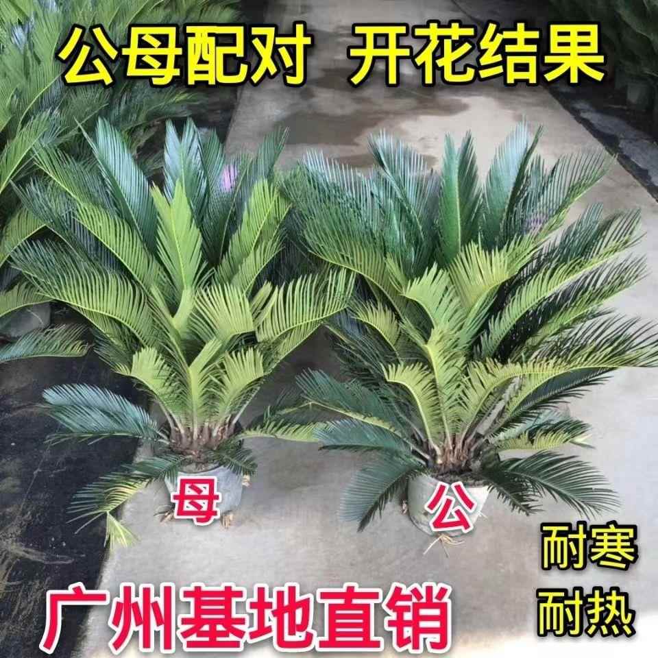 铁树盆栽树苗耐寒耐热盆景室内外庭院植物四季常青办公室大型绿植