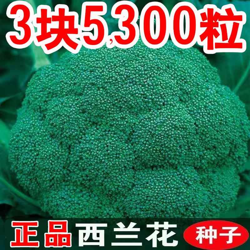 西兰花种子西蓝花菜种孑有机松花菜种籽花椰菜绿色花菜种四季蔬菜图片