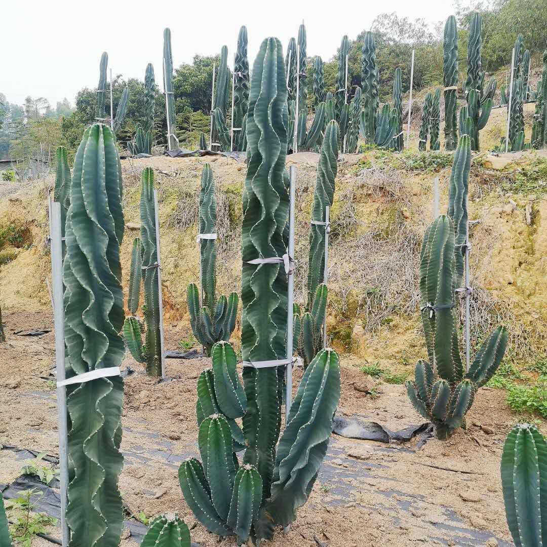 螺旋鬼面角现代观光园量天尺多浆植物实生天轮柱盆栽仙人掌科植物