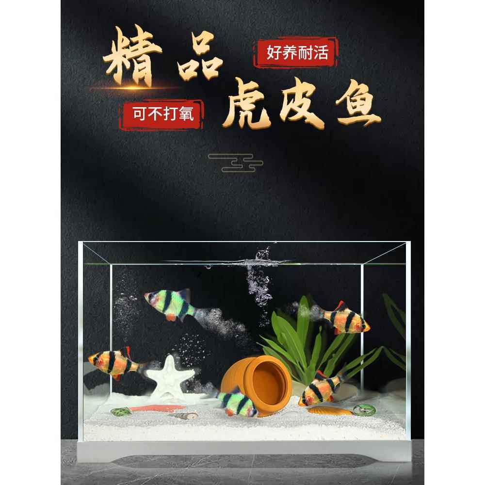虎皮鱼观赏鱼热带鱼小鱼好养耐活天使鱼鱼苗活鱼群游宠物鱼绿虎皮