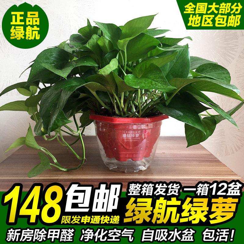 大盆绿航绿萝大叶长藤自吸水盆水培绿箩室内盆栽植物办公室好养活