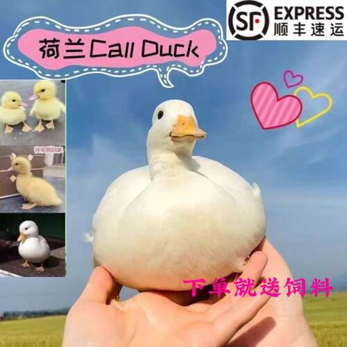 正宗网红宠物柯尔鸭活苗宠物小鸭子宠物顺丰包邮科尔鸭幼苗幼仔