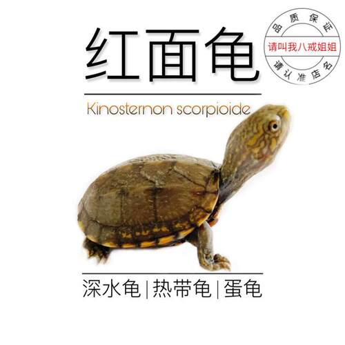 八戒姐姐红面蛋龟苗活体泥龟水龟乌龟活物观赏龟宠物龟深水龟杂食