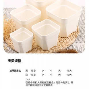 景天花大中小多肉厚屋盆盆组合生同根 仙人球现货盆批发方盆黑方