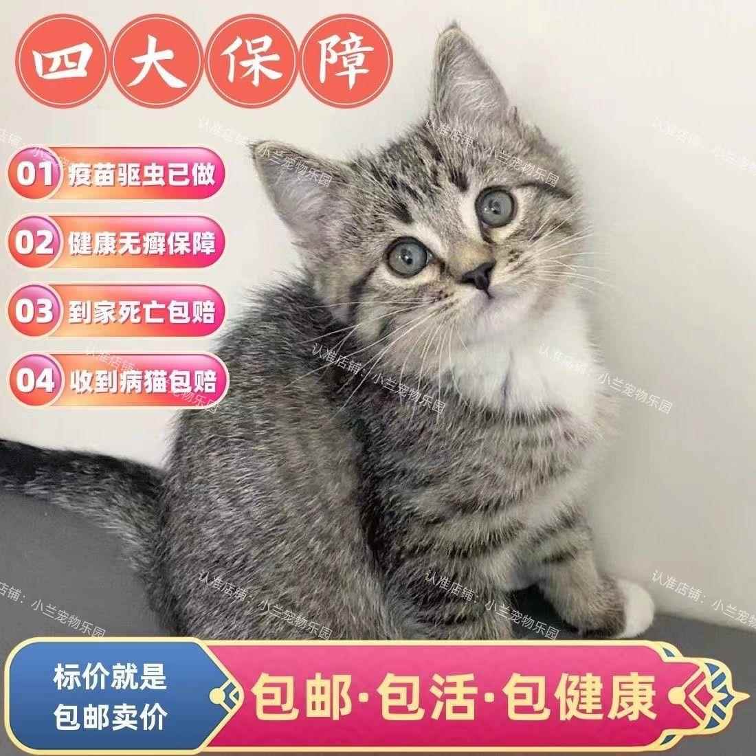 活物宠物猫橘猫狸猫黑猫