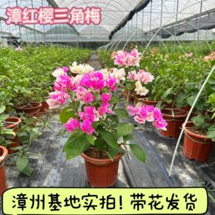 新疆包邮漳红樱三角梅大苗带花带陶瓷盆老桩苗高飘枝四季勤花品种
