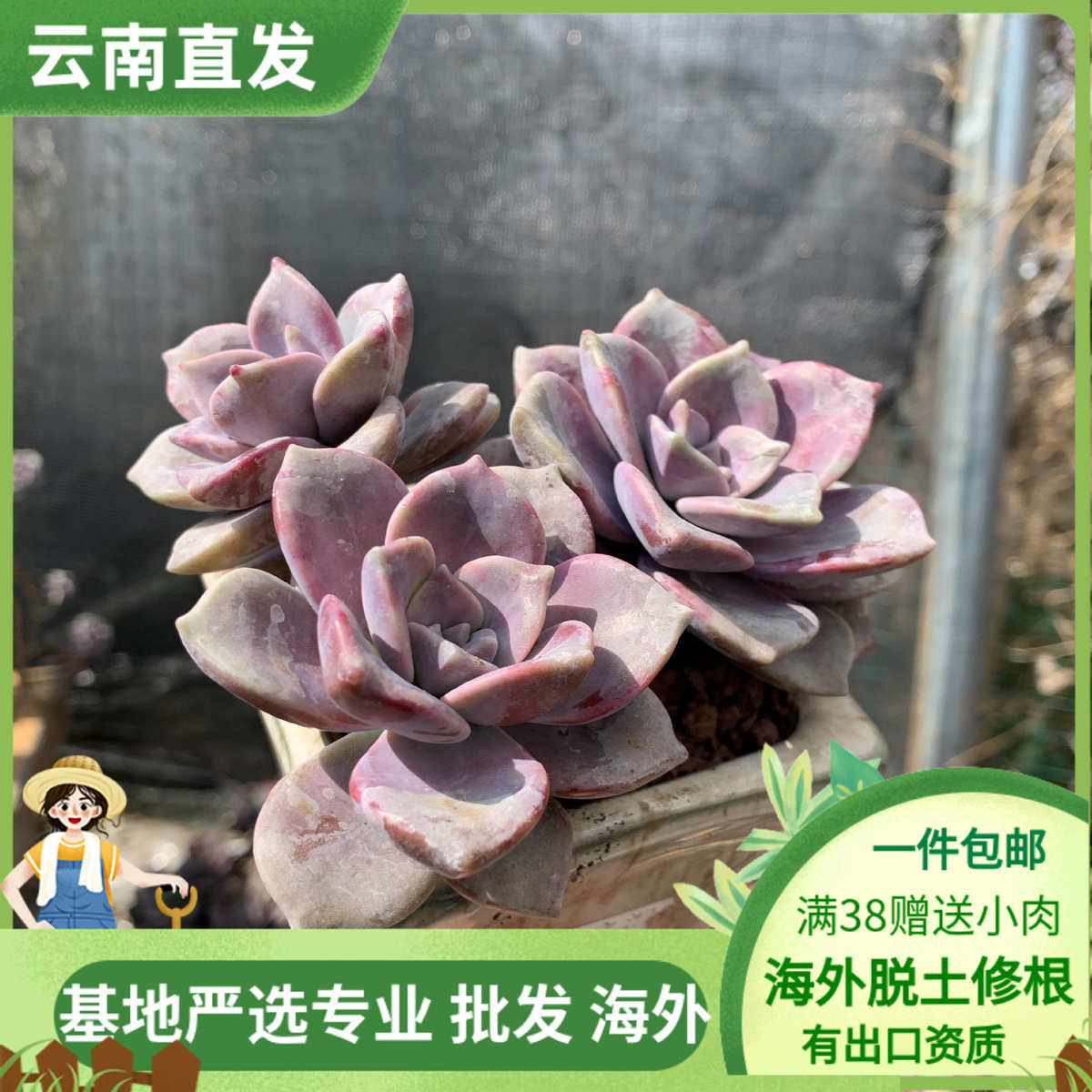 梁梁园艺多头散群大颗巨形多肉植物紫乐悦霞仙子组合园艺老桩盆栽