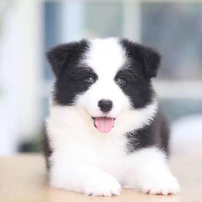 边牧幼犬七白活体中型犬宠物狗狗狗幼宠聪明放羊狗崽超萌小狗三通