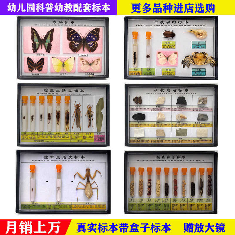 幼儿园教学昆虫标本动物生活史植物发育蜜蜂知了害虫益虫标本