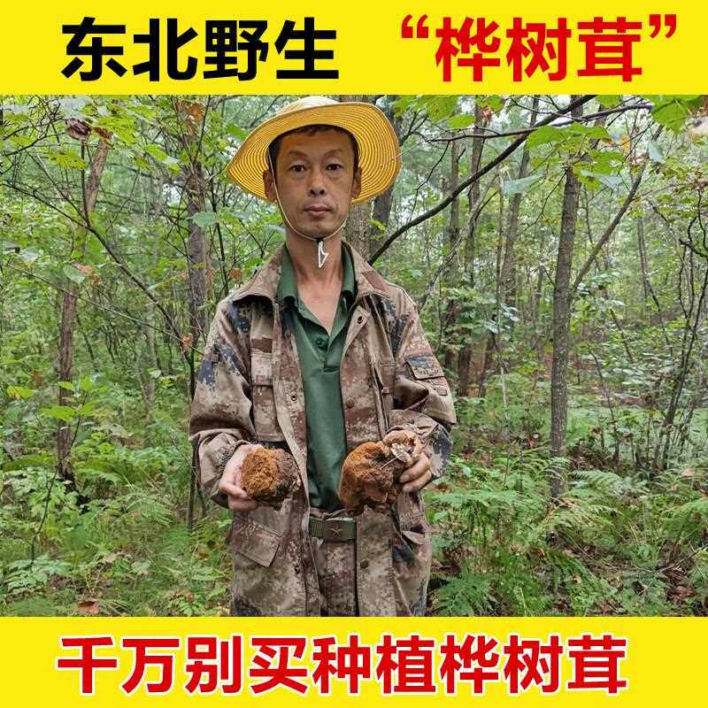 野生桦树茸正品桦树茸茶桦树茸粉白桦茸桦褐孔菌整块白桦茸粉精粉