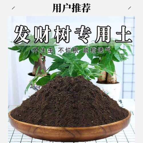发财树专用土营养文竹盆栽室内绿植土养花发财树种果树