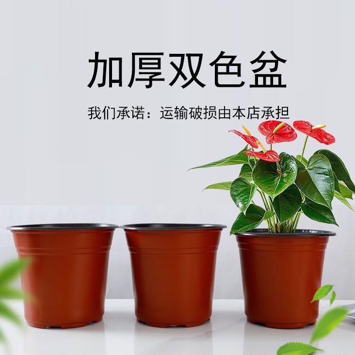 加厚双色盆育苗杯简易花盆多肉叶插盆大棚营养钵