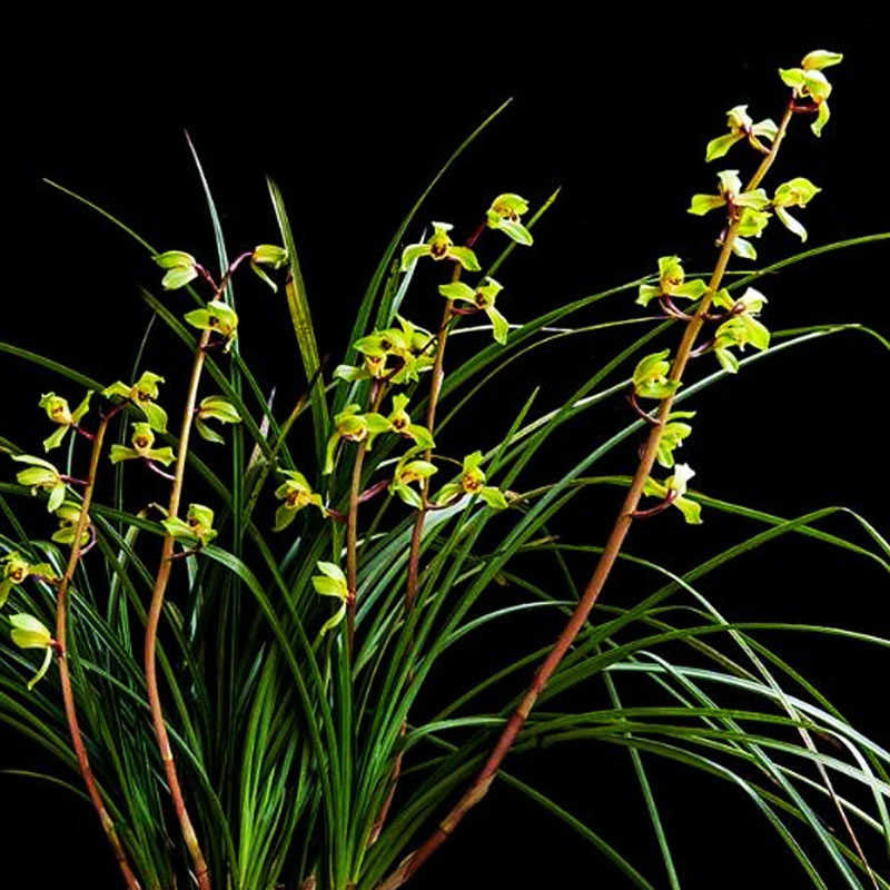 精品【郑孝荷】兰花惠兰名贵盆栽花卉绿植物浓香型兰花苗带花苞室