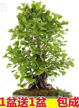 tq738521银杏树盆景盆栽室绿内好养公桌植霸造型矮小品观叶办植物