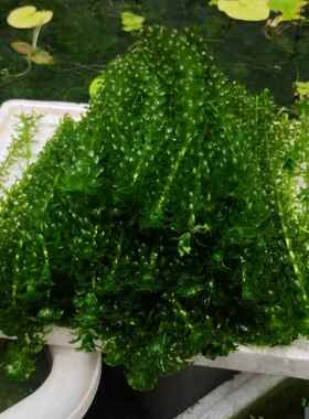 新鲜轮叶黑藻水草真植物鱼缸懒人净化水质池塘增氧学校做实验观察