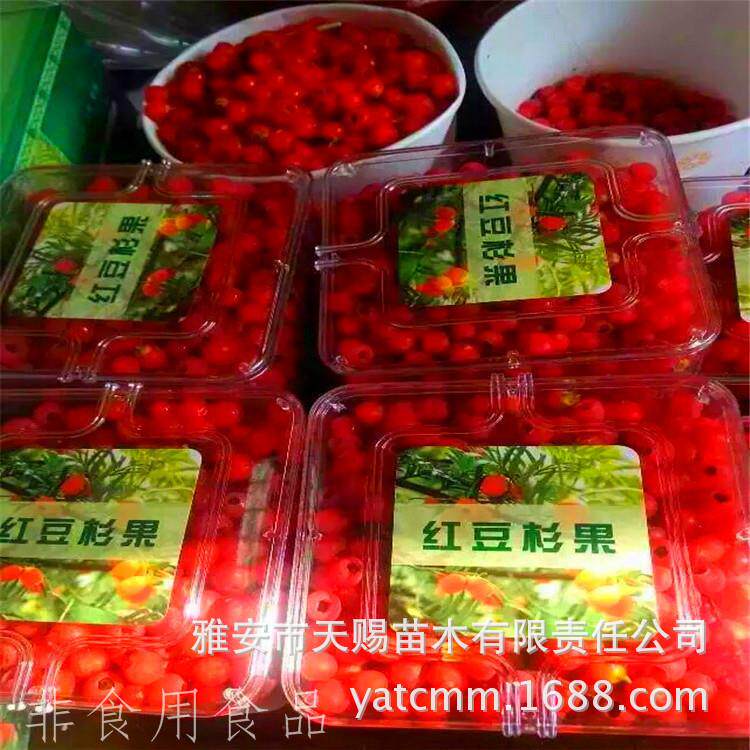 基地直销红豆杉鲜果红豆杉果实红豆果南方红豆杉果子红豆杉鲜果