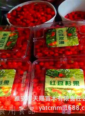 基地直销红豆杉鲜果红豆杉果实红豆果南方红豆杉果子红豆杉鲜果