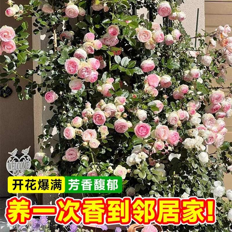 蔷薇花苗爬藤四季开粉色龙沙宝石藤本月季盆栽室内外裸根爬墙大苗