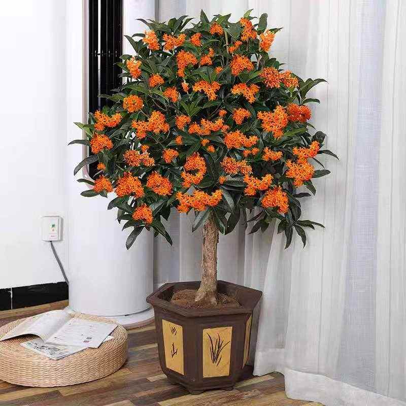 嫁接桂花树苗金桂丹桂朱砂沉香庭院耐寒盆栽四季常青浓香风景植物
