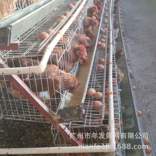 厂家现货出口非洲坦桑尼亚饲养蛋鸡笼具ChickenCage阶梯式蛋鸡笼