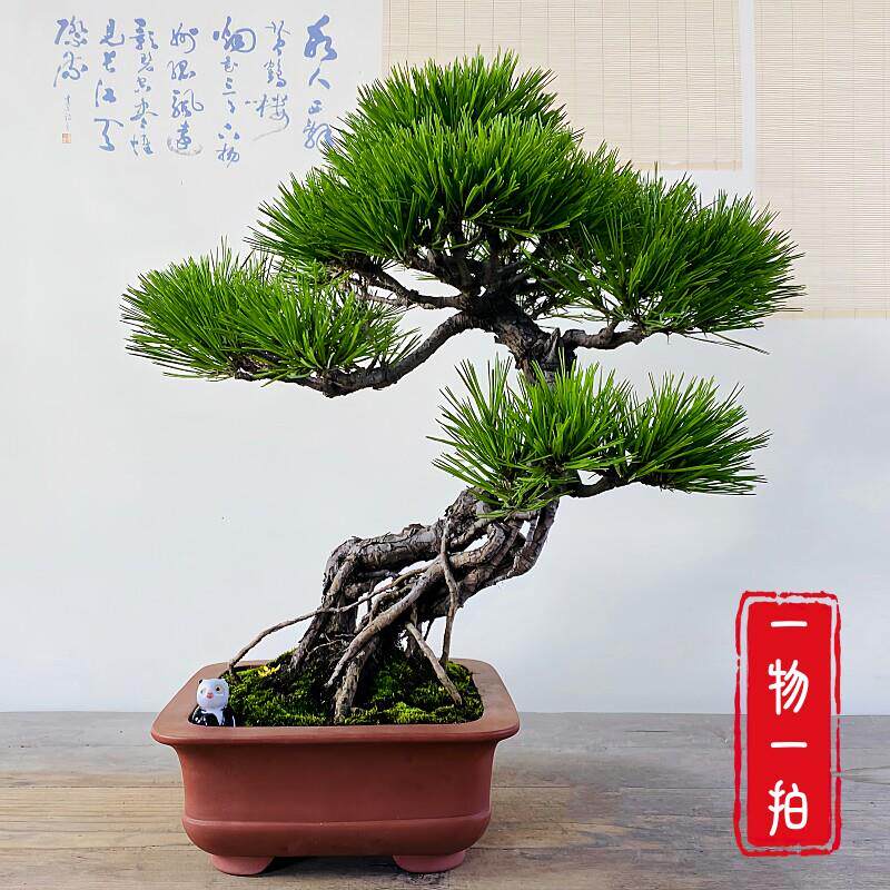 云栖园一物一拍老桩黄山松盆景山松室内植物盆栽办公室阳台摆件
