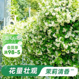 海蒂 花花卉 花园风车茉莉爬藤植物大苗阳台庭院盆栽地栽室外开