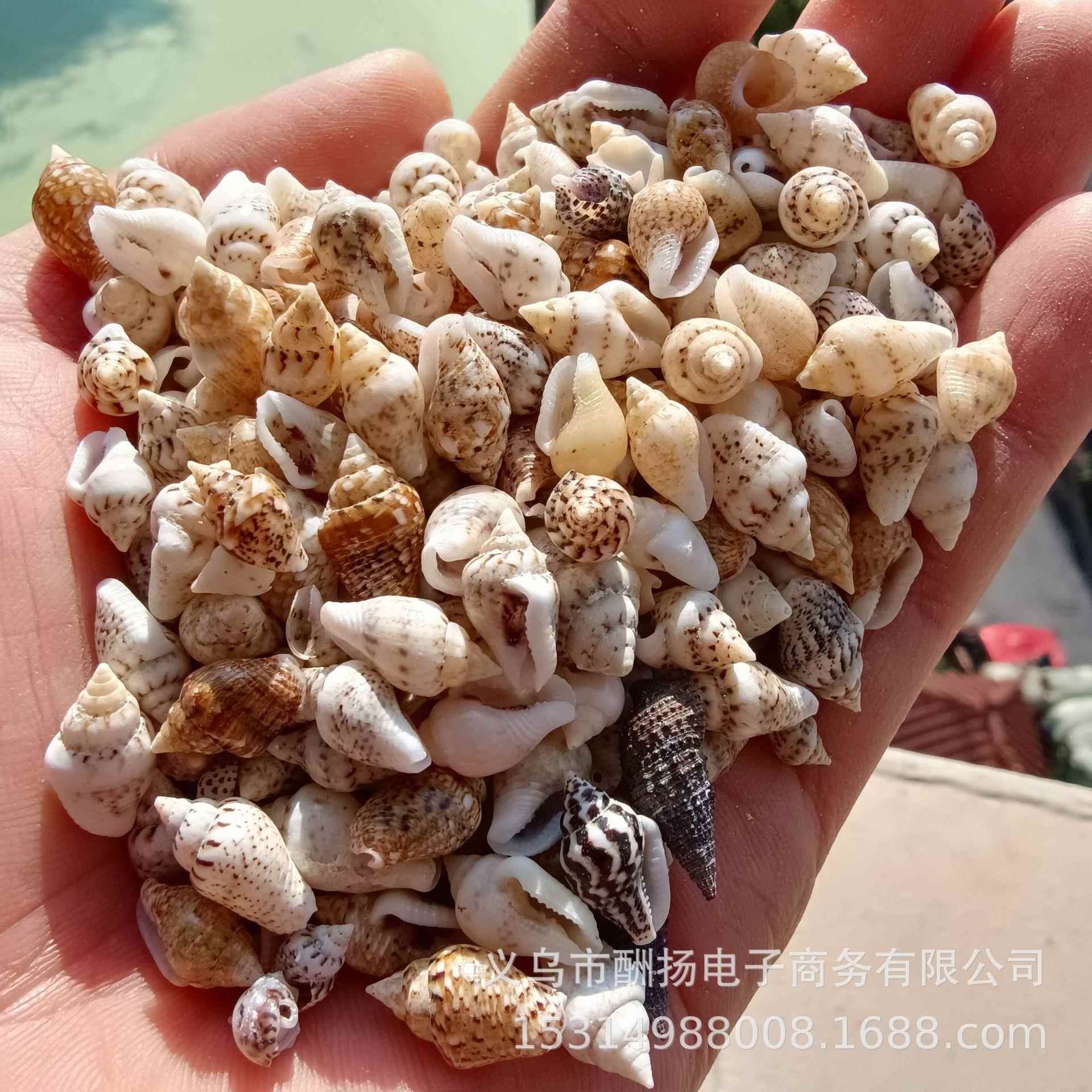 花麦螺玉螺 小贝壳 手螺工材料DIY 海小米米螺玉米螺 微景观漂流
