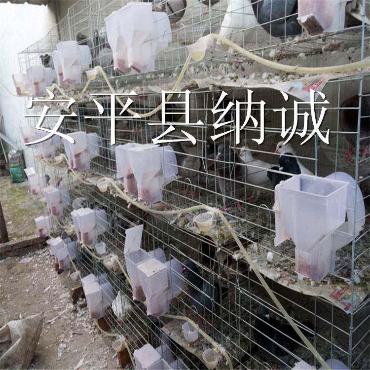鸽笼鸽笼肉鸽种鸽笼具粗3层子12位RBD笼子子加镀鸽锌种鸽养殖笼