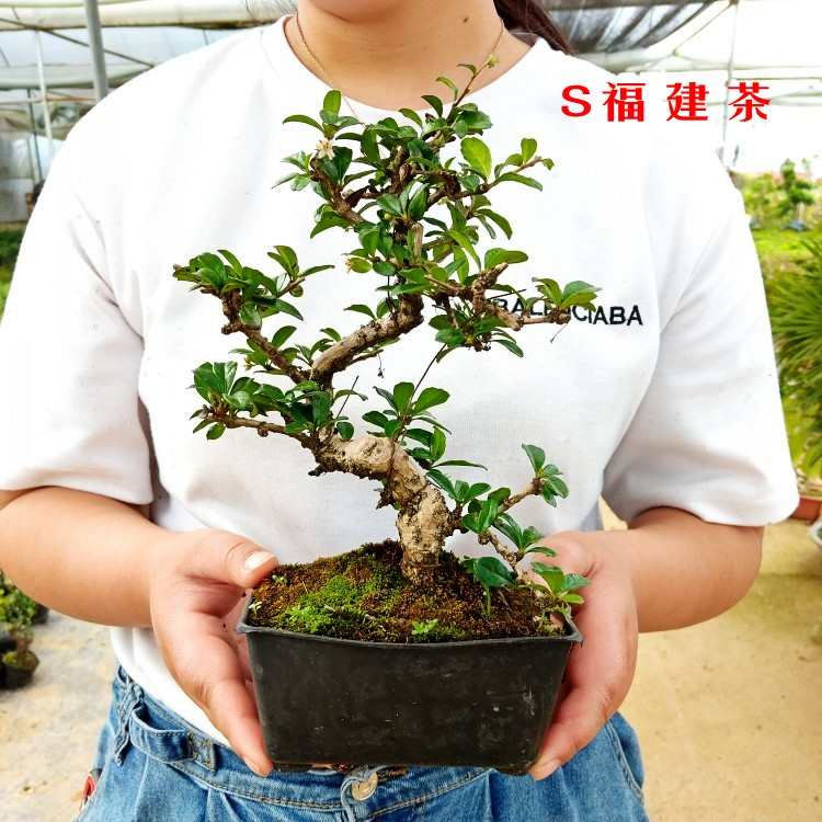 盆景植物造型福建茶小叶雀梅白蜡榆树老桩树桩罗汉松真柏四季常青