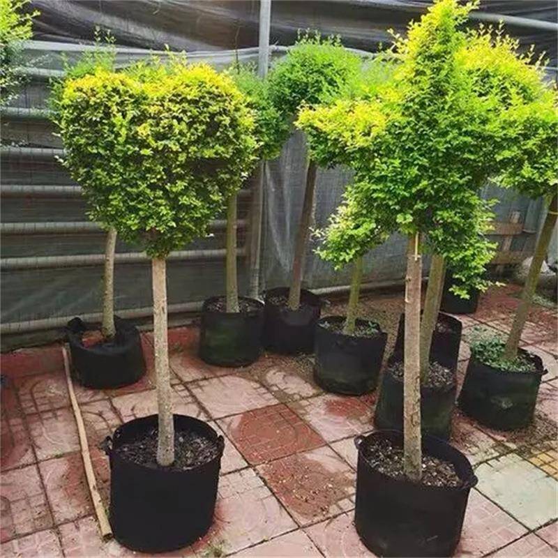 小叶女贞造型树球形苗庭院别墅绿化篱笆围墙植物观叶四季常青苗木