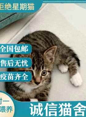 猫咪幼崽活物小奶猫宠物猫猫咪小猫幼猫中华田园猫橘猫橘白狸猫白