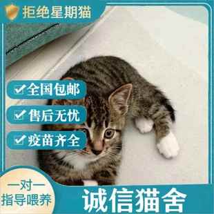 猫咪幼崽活物小奶猫宠物猫猫咪小猫幼猫中华田园猫橘猫橘白狸猫白