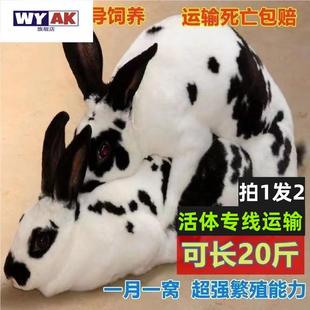 兔子活苗活物家养兔公母一对幼仔花巨兔大型肉可繁殖可兔包邮