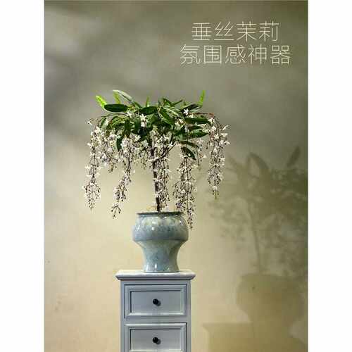 海虹景品垂丝茉莉仿真绿植假花客厅高级小型中古桌面玄关装饰摆件
