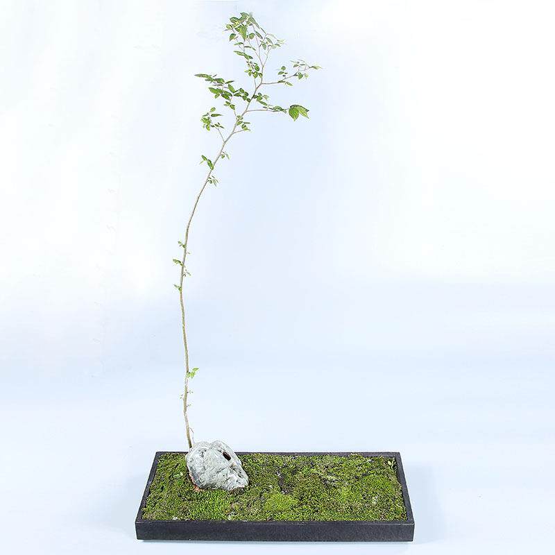 厂家直销盆景花盆天然乌金石盆景盆室内石材水培植物石头盆栽