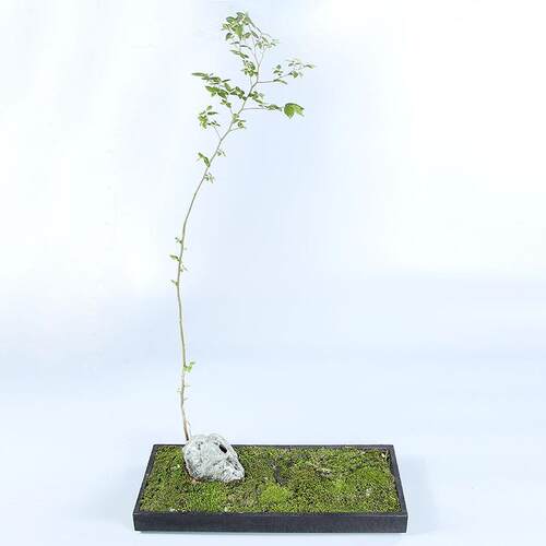 厂家直销盆景花盆天然乌金石盆景盆室内石材水培植物石头盆栽