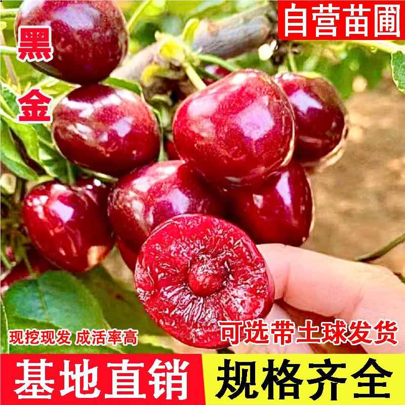嫁接矮化黑金特大车厘子树苗耐寒樱桃树苗南北方种植当年结果
